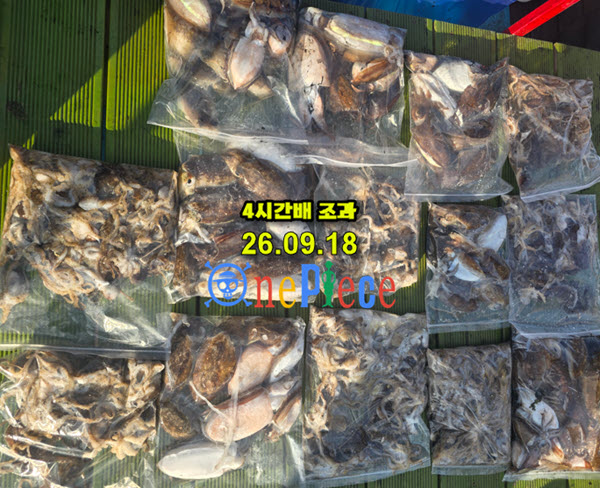 4c7345b253c273b6da103474a75ff765_1789738811_6365.jpg 서해 쭈꾸미낚시 갑오징어 폭발