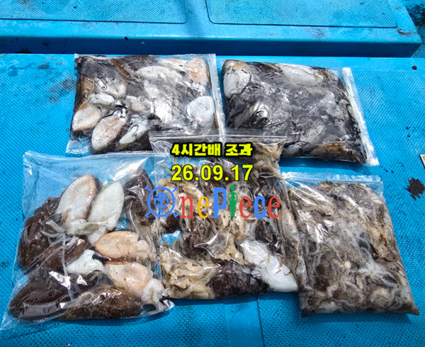 4c7345b253c273b6da103474a75ff765_1789738811_9702.jpg 서해 쭈꾸미낚시 갑오징어 폭발